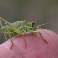 ephippiger_diurnus_juv2md (Ephippiger diurnus)