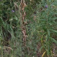 artemisia_chamaemelifolia3md (Artemisia chamaemelifolia)