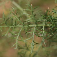 artemisia_chamaemelifolia4md (Artemisia chamaemelifolia)