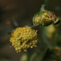 artemisia_chamaemelifolia5md