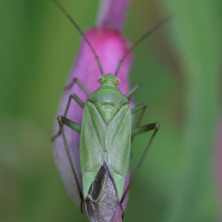 calocoris_affinis2md (Calocoris affinis)