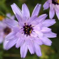 catananche_caerulea2amd (Catananche caerulea)