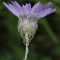 catananche_caerulea2bmd (Catananche caerulea)