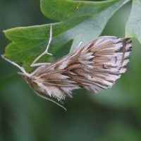 Cynaeda dentalis (Cynaeda)