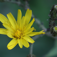 hieracium_prenanthoides2md