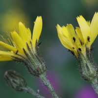 hieracium_prenanthoides3md