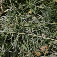 Lomelosia graminifolia (Lomésie à feuilles de graminée, Scabieuse à feuilles de graminé)
