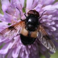 volucella_pellucens2md (Volucella pellucens)