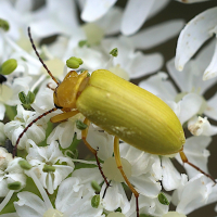 cteniopus_sulphureus4md (Cteniopus sulphureus)