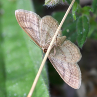 idaea_aversata5md