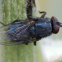 Protocalliphora azyrea (Mouche bleue)