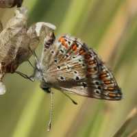 aricia_agestis5bd (Aricia agestis)