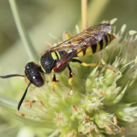 philanthus_triangulum5bd