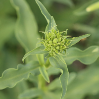 saponaria_officinalis6bd