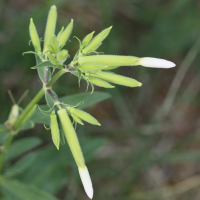 saponaria_officinalis7bd