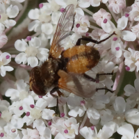 Eliozeta pellucens (Mouche, Tachinaire)