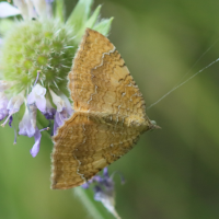 camptogramma_bilineata4bd (Camptogramma bilineata)