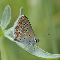 polyommatus_thersites3bd