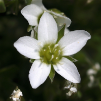 arenaria_ciliata3md (Arenaria ciliata)