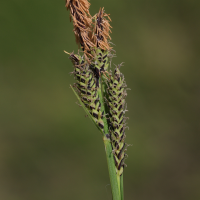 Carex nigra (Laîche vulgaire)