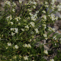 galium_anisophyllon3md