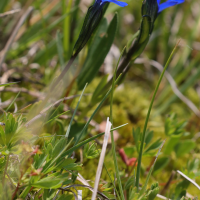 gentiana_rostanii2md