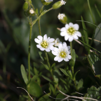 cerastium_alpinum5md (Cerastium alpinum)