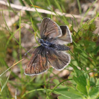 cyaniris_semiargus5md