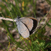 cyaniris_semiargus6md (Cupido semiargus)