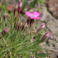 dianthus_pavonius4md (Dianthus pavonius)