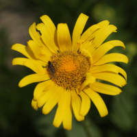 doronicum_grandiflorum2md (Doronicum grandiflorum)