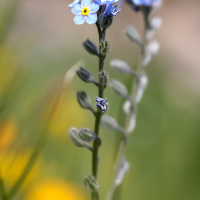 myosotis_alpestris5md