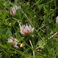 trifolium_thalii2md (Trifolium thalii)