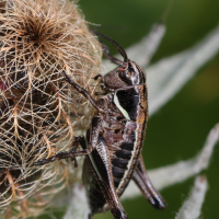 anonconotus_baracunensis_occidentalis2md (Anonconotus baracunensis ssp. occidentalis)