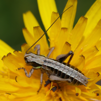 anonconotus_baracunensis_occidentalis3md (Anonconotus baracunensis ssp. occidentalis)