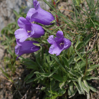 campanula_alpestris7md (Campanula alpestris)