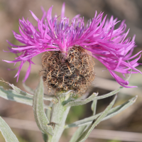 centaurea_nervosa3md (Centaurea nervosa ssp. nervosa)