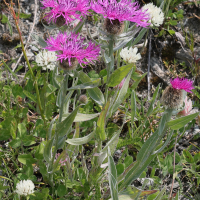 centaurea_nervosa_nervosa2md (Centaurea nervosa ssp. nervosa)