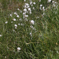 Eriophorum latifolium (Linaigrette à feuilles larges)