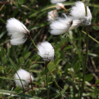 eriophorum_latifolium2md