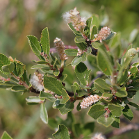 salix_foetida3md