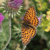 boloria_napaea2md (Boloria napaea)