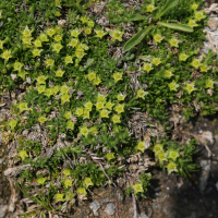 Cherleria sedoides (Minuartia faux-orpin)
