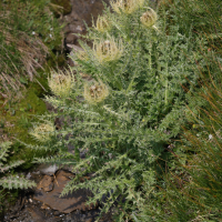 cirsium_spinosissimum4md (Cirsium spinosissimum)