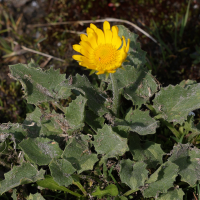 doronicum_grandiflorum7md (Doronicum grandiflorum)