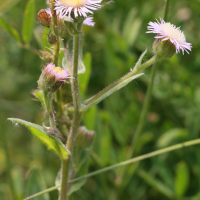 erigeron_alpinus3md (Erigeron alpinus)