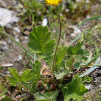 geum_montanum2md