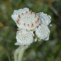 antennaria_dioica6bd (Antennaria dioica)