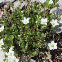 arenaria_ciliata4bd