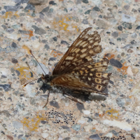 boloria_napaea3bd (Boloria napaea)